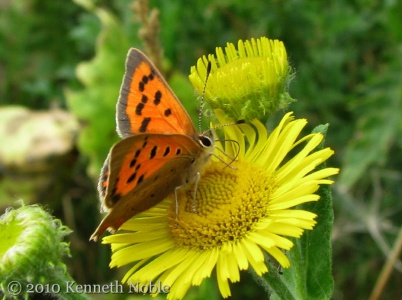 small copper (Lycaena phlaeas) Kenneth Noble